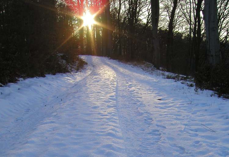 Winterwaldweg mit Sonne (Bitte hier klicken um dieses Bild in seiner vollen Größe zu betrachten)
