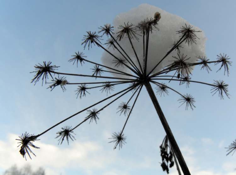 Schnee am Stern (Bitte hier klicken um dieses Bild in seiner vollen Größe zu betrachten)