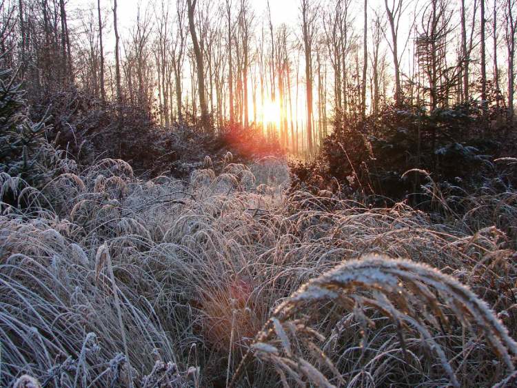 Rauhreif im Winter (Bitte hier klicken um dieses Bild in seiner vollen Größe zu betrachten)