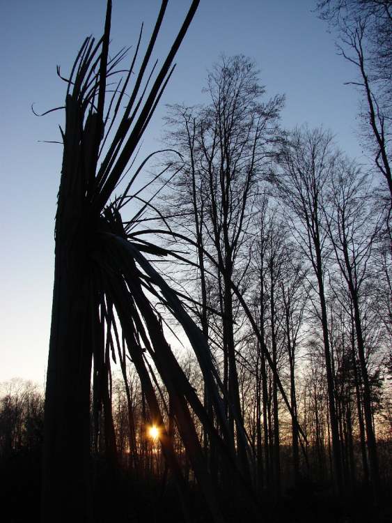 gebrochener Baum (Bitte hier klicken um dieses Bild in seiner vollen Größe zu betrachten)