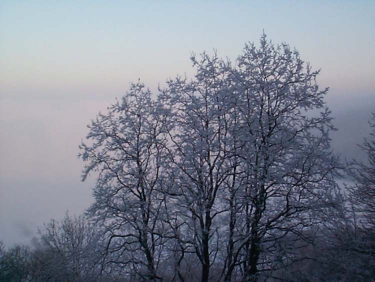 Winterbäume (Bitte hier klicken um dieses Bild in seiner vollen Größe zu betrachten)