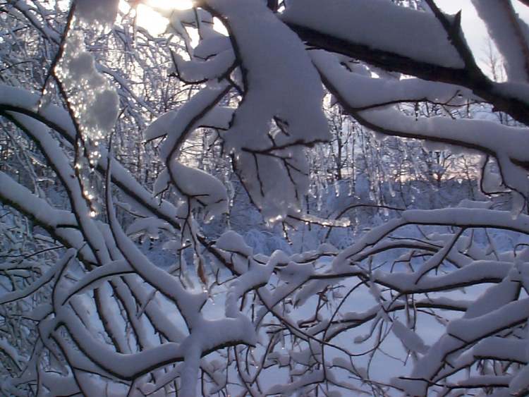 Winterliche Schneeäste (Bitte hier klicken um dieses Bild in seiner vollen Größe zu betrachten)