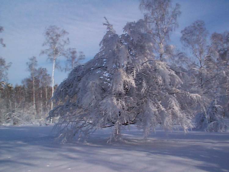 Winterbaum voll Schnee (Bitte hier klicken um dieses Bild in seiner vollen Größe zu betrachten)