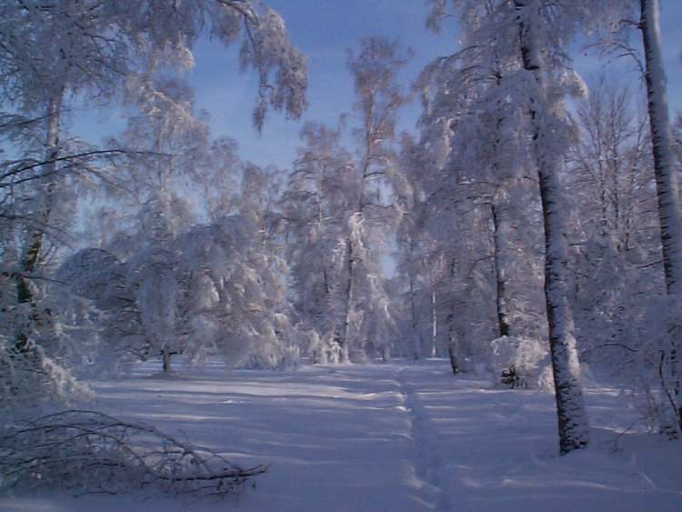 Winter im Naturschutzgebiet Viehweide bei Obersteinbach (Bitte hier klicken um dieses Bild in seiner vollen Größe zu betrachten)