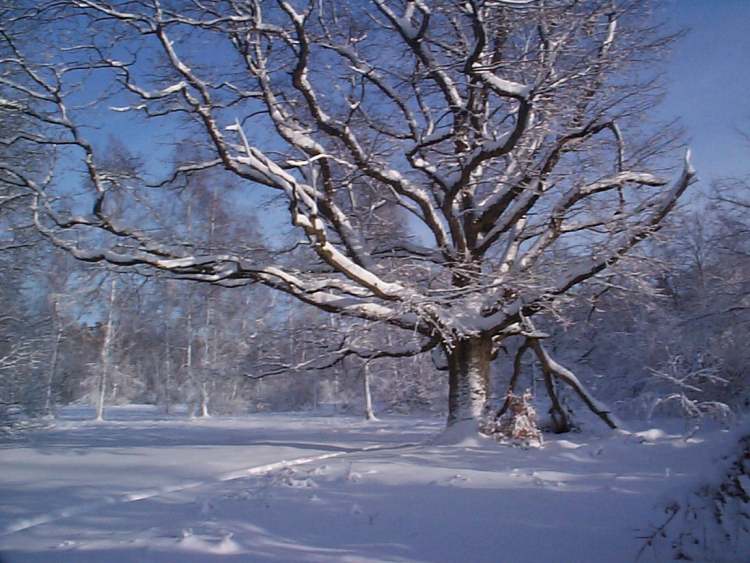 mächtiger Baum mit Schnee im Winter (Bitte hier klicken um dieses Bild in seiner vollen Größe zu betrachten)