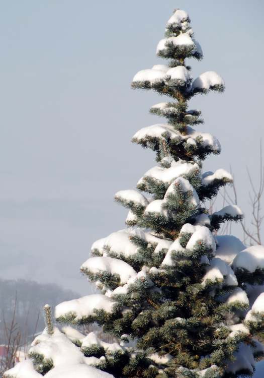 Winter Tannenbaum mit Schnee (Bitte hier klicken um dieses Bild in seiner vollen Größe zu betrachten)