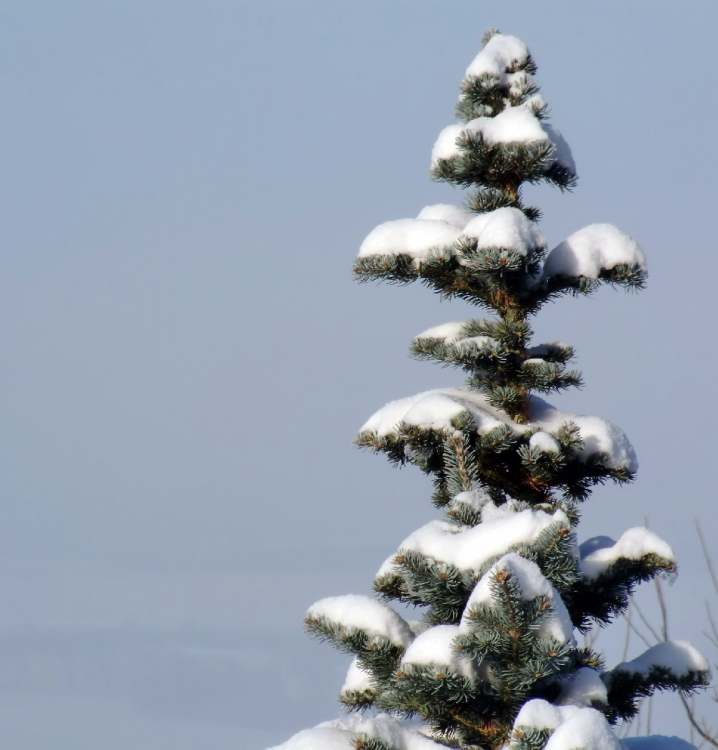 Winterliche Tannenbaumspitze (Bitte hier klicken um dieses Bild in seiner vollen Größe zu betrachten)