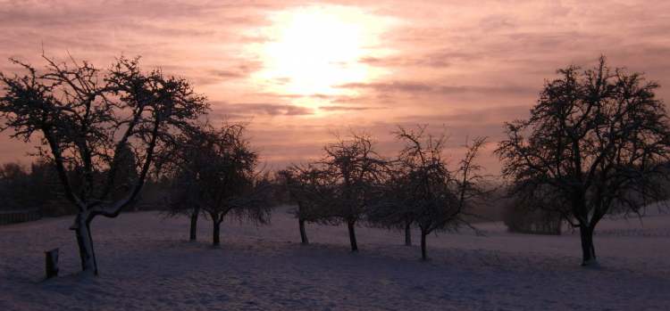 Obstbäume im Winter (Bitte hier klicken um dieses Bild in seiner vollen Größe zu betrachten)