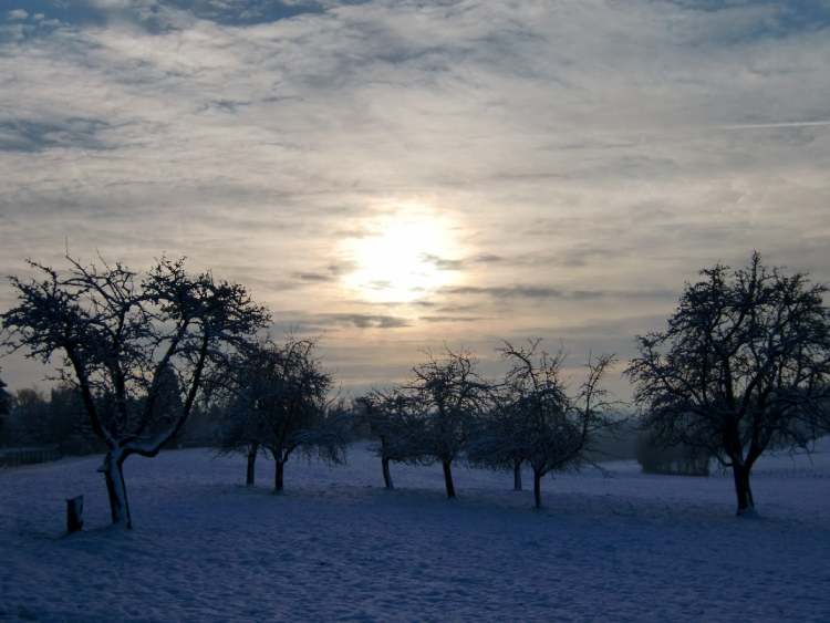 Das Obstbaum Winterbild (Bitte hier klicken um dieses Bild in seiner vollen Größe zu betrachten)