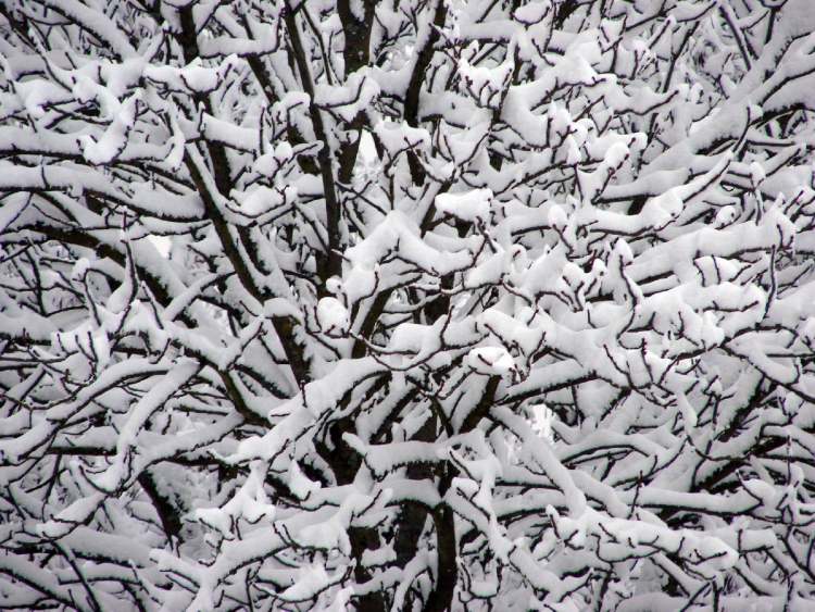 viel Schnee im Baum (Bitte hier klicken um dieses Bild in seiner vollen Größe zu betrachten)