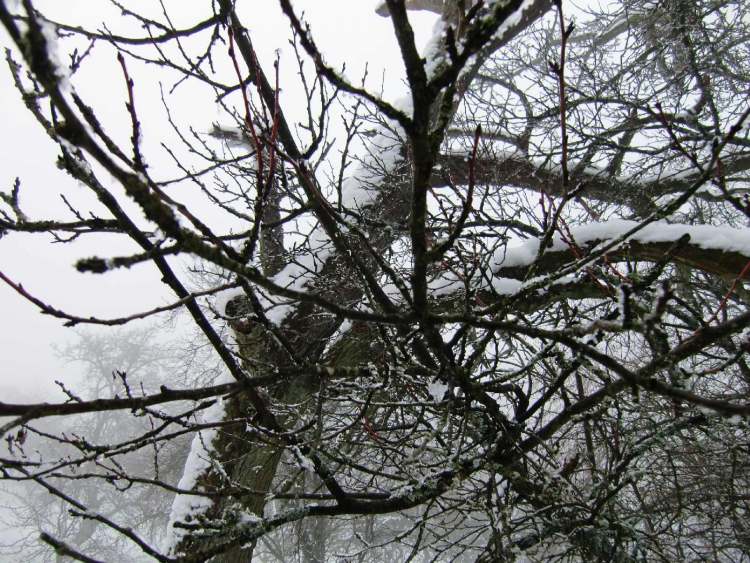 Schnee am Baum (Bitte hier klicken um dieses Bild in seiner vollen Größe zu betrachten)