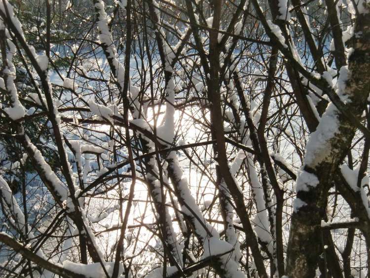 Winter und Schnell im Gebüsch (Bitte hier klicken um dieses Bild in seiner vollen Größe zu betrachten)