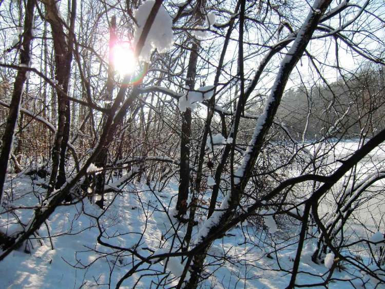 Im Winter scheint die Sonne durch die Bäume (Bitte hier klicken um dieses Bild in seiner vollen Größe zu betrachten)