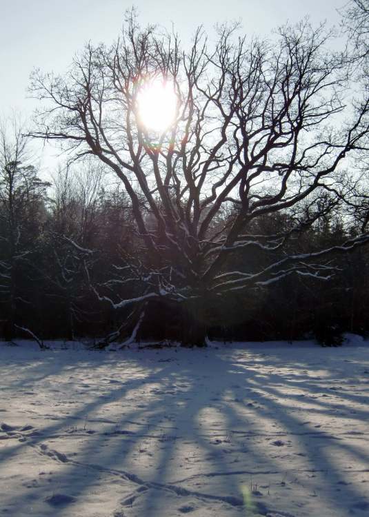 Winterschatten (Bitte hier klicken um dieses Bild in seiner vollen Größe zu betrachten)