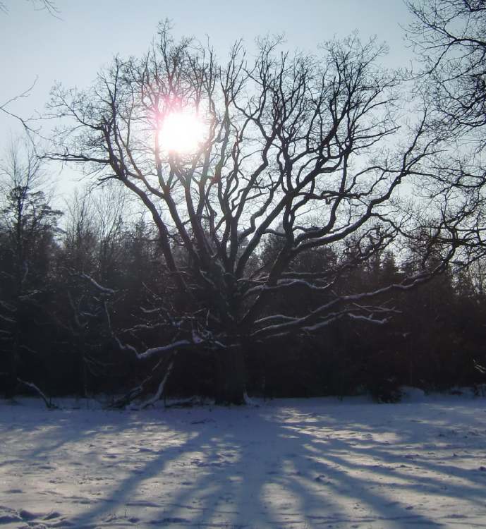 Winterbaum mit Schatten und Sonne (Bitte hier klicken um dieses Bild in seiner vollen Größe zu betrachten)