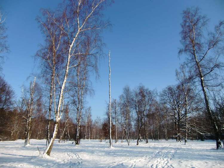 Winter auf der Waldwiese (Bitte hier klicken um dieses Bild in seiner vollen Größe zu betrachten)