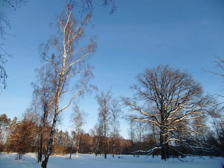 Bäume im Winter (Bitte hier klicken um dieses Bild in seiner vollen Größe zu betrachten)