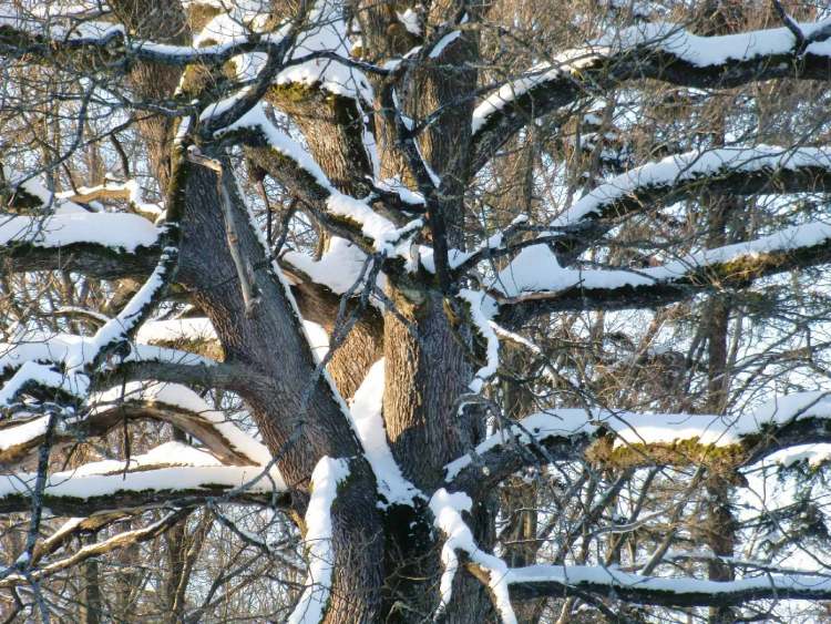 Schnee im Baum (Bitte hier klicken um dieses Bild in seiner vollen Größe zu betrachten)