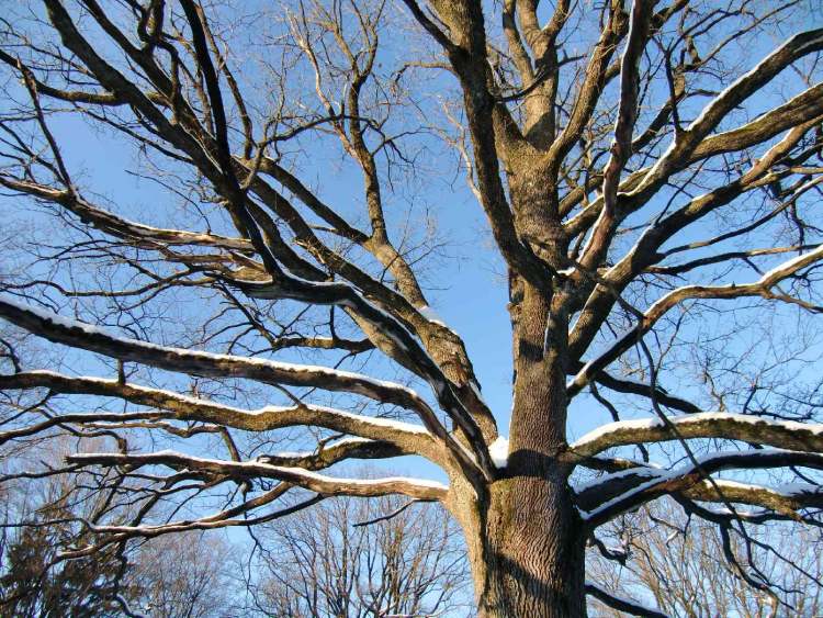 winterlicher Baum (Bitte hier klicken um dieses Bild in seiner vollen Größe zu betrachten)