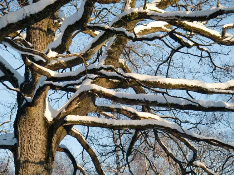 Schnee auf den Ästen (Bitte hier klicken um dieses Bild in seiner vollen Größe zu betrachten)