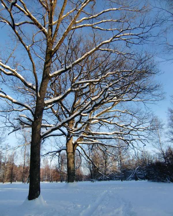 zwei schöne Bäume im Winter (Bitte hier klicken um dieses Bild in seiner vollen Größe zu betrachten)