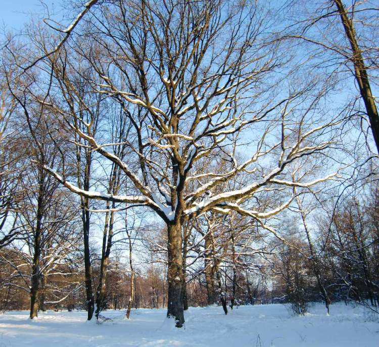 Winter und Bäume (Bitte hier klicken um dieses Bild in seiner vollen Größe zu betrachten)