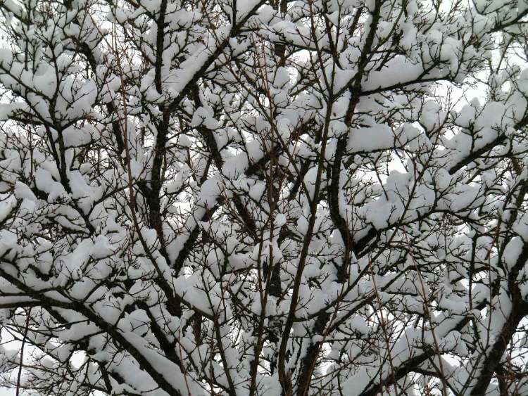 Schnee hat sich im Baum gesammelt (Bitte hier klicken um dieses Bild in seiner vollen Größe zu betrachten)