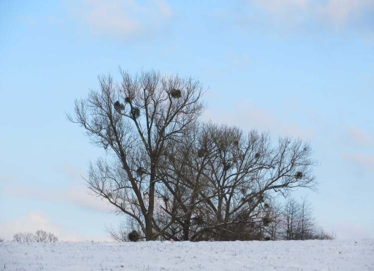 Winterbaum mit Misteln (Bitte hier klicken um dieses Bild in seiner vollen Größe zu betrachten)
