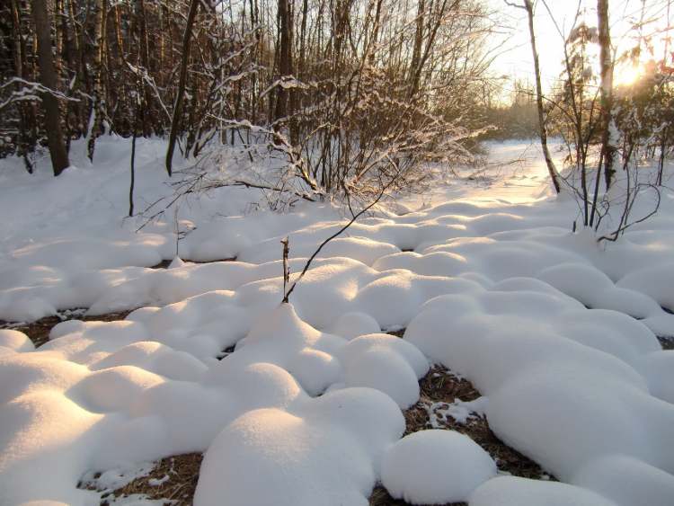 Winterstimmung im Wald (Bitte hier klicken um dieses Bild in seiner vollen Größe zu betrachten)