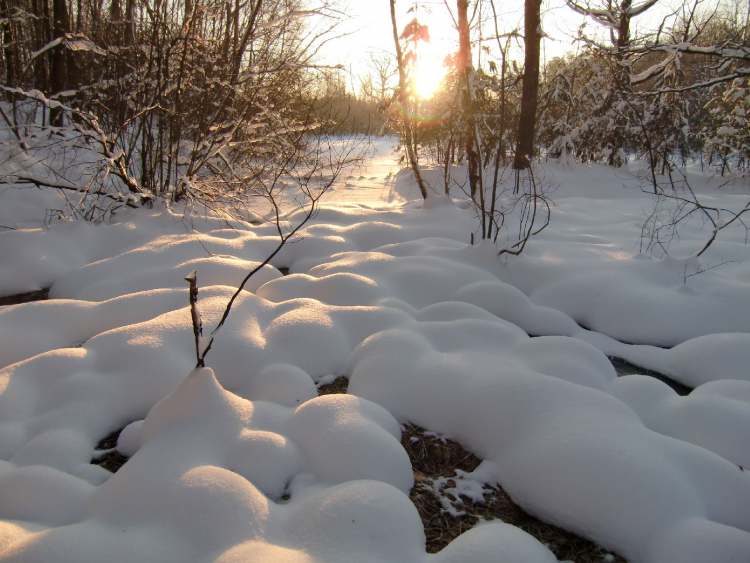 Winterstimmung im Naturschutzgebiet (Bitte hier klicken um dieses Bild in seiner vollen Größe zu betrachten)