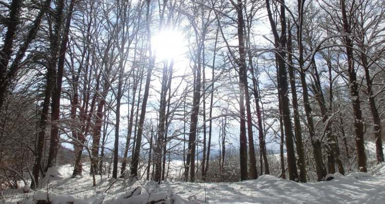 Winterwaldsonne (Bitte hier klicken um dieses Bild in seiner vollen Größe zu betrachten)