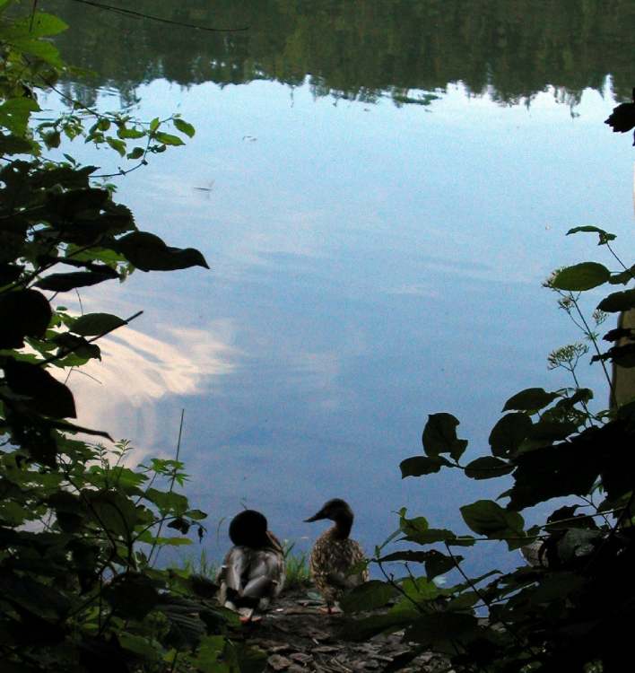 zwei Enten an der Donau zwischen Linz und Passau (Bitte hier klicken um dieses Bild in seiner vollen Größe zu betrachten)