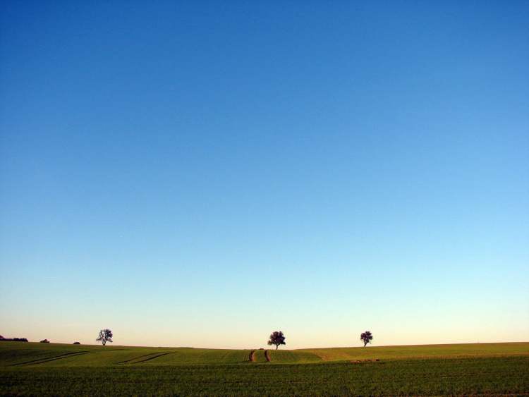 Bäume am Horizont (Bitte hier klicken um dieses Bild in seiner vollen Größe zu betrachten)