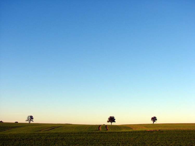 3 Bäume am Horizont (Bitte hier klicken um dieses Bild in seiner vollen Größe zu betrachten)