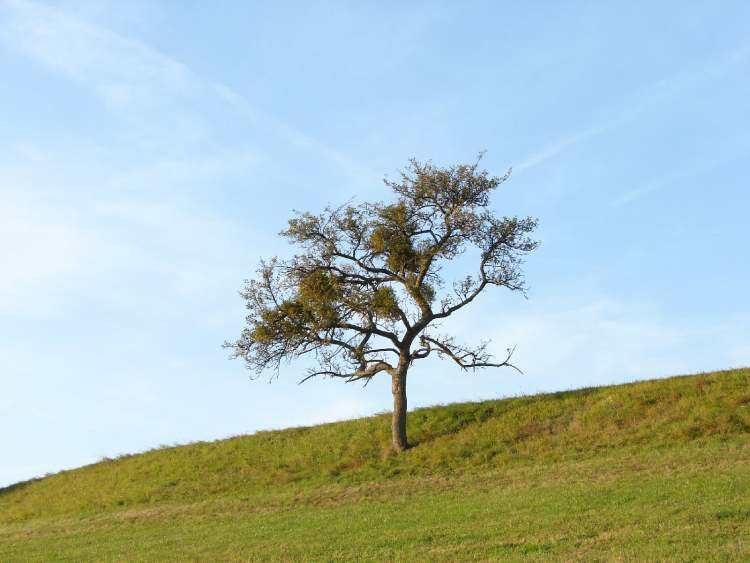einzelner Baum vor Himmel (Bitte hier klicken um dieses Bild in seiner vollen Größe zu betrachten)
