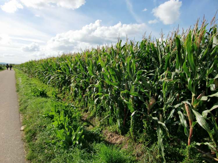 Maisfeld am Wegesrand (Bitte hier klicken um dieses Bild in seiner vollen Größe zu betrachten)