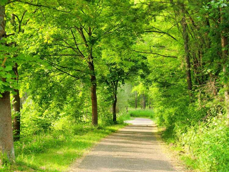 Weg in grüner Natur (Bitte hier klicken um dieses Bild in seiner vollen Größe zu betrachten)