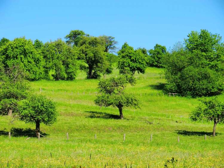 Landschaft mit Bäumen (Bitte hier klicken um dieses Bild in seiner vollen Größe zu betrachten)