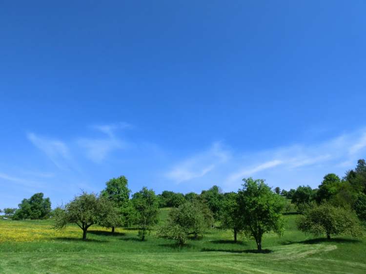 Landschaft mit Wiese, Bäumen und Himmel (Bitte hier klicken um dieses Bild in seiner vollen Größe zu betrachten)