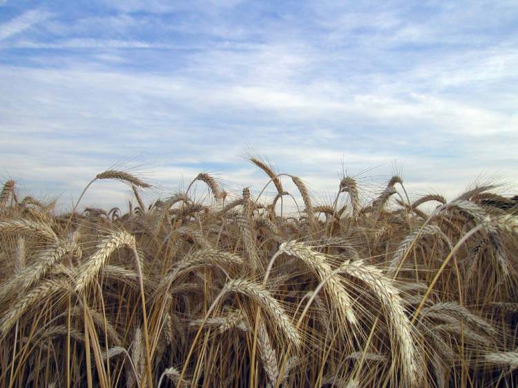 Weizenfeld mit Himmel (Bitte hier klicken um dieses Bild in seiner vollen Größe zu betrachten)