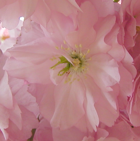 eine Blüte der japanischen Kirsche (Bitte hier klicken um dieses Bild in seiner vollen Größe zu betrachten)