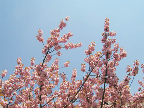Japanische Kirsche blühende Zweige (Bitte hier klicken um dieses Bild in seiner vollen Größe zu betrachten)