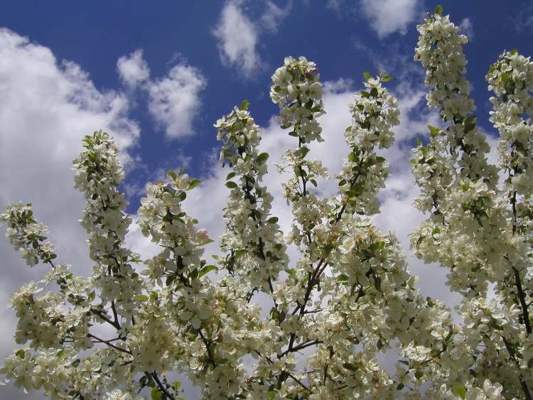 Crap Apple Zierapfel in voller Blüte (Bitte hier klicken um dieses Bild in seiner vollen Größe zu betrachten)