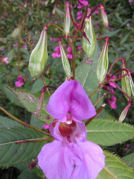 Impatiens oder drüsentragendes Springkraut (Bitte hier klicken um dieses Bild in seiner vollen Größe zu betrachten)