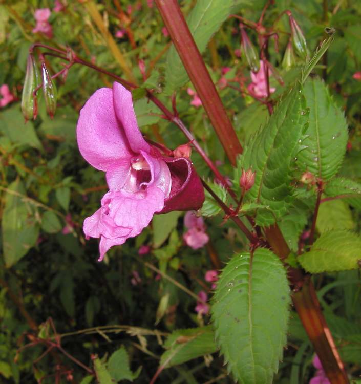 18 Impatiens Drüsentragendes Springkraut  (Bitte hier klicken um dieses Bild in seiner vollen Größe zu betrachten)