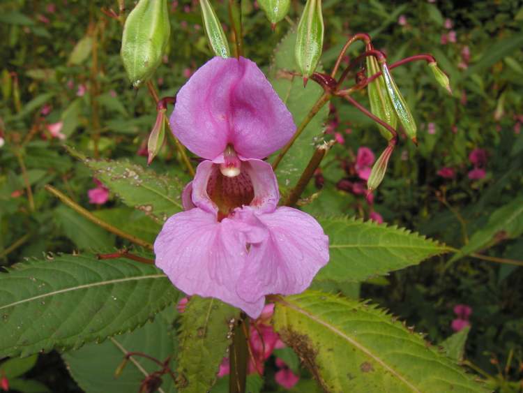 Impatiens Drüsentragendes Springkraut Blüte (Bitte hier klicken um dieses Bild in seiner vollen Größe zu betrachten)