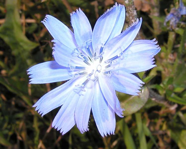 Chicory Lichtblüte (Bitte hier klicken um dieses Bild in seiner vollen Größe zu betrachten)