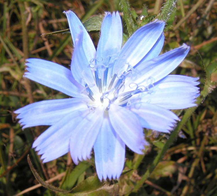 Lichtblüte (Bitte hier klicken um dieses Bild in seiner vollen Größe zu betrachten)