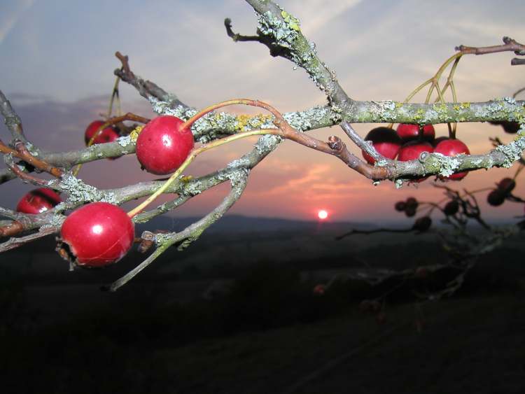 Abendstimmung mit Beeren (Bitte hier klicken um dieses Bild in seiner vollen Größe zu betrachten)