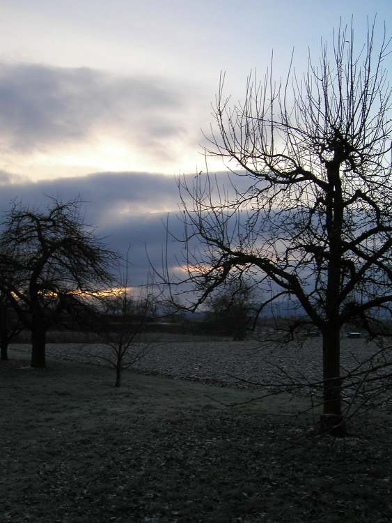 Apfelbaume im Winterlicht (Bitte hier klicken um dieses Bild in seiner vollen Größe zu betrachten)